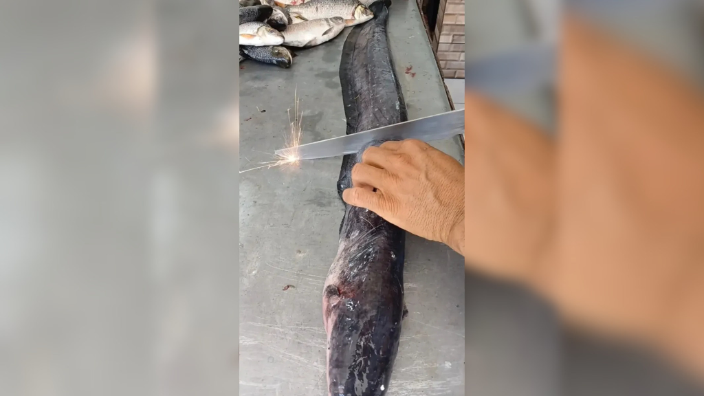 Vídeo revela por dentro a ‘bateria’ do Poraquê e impressiona internautas