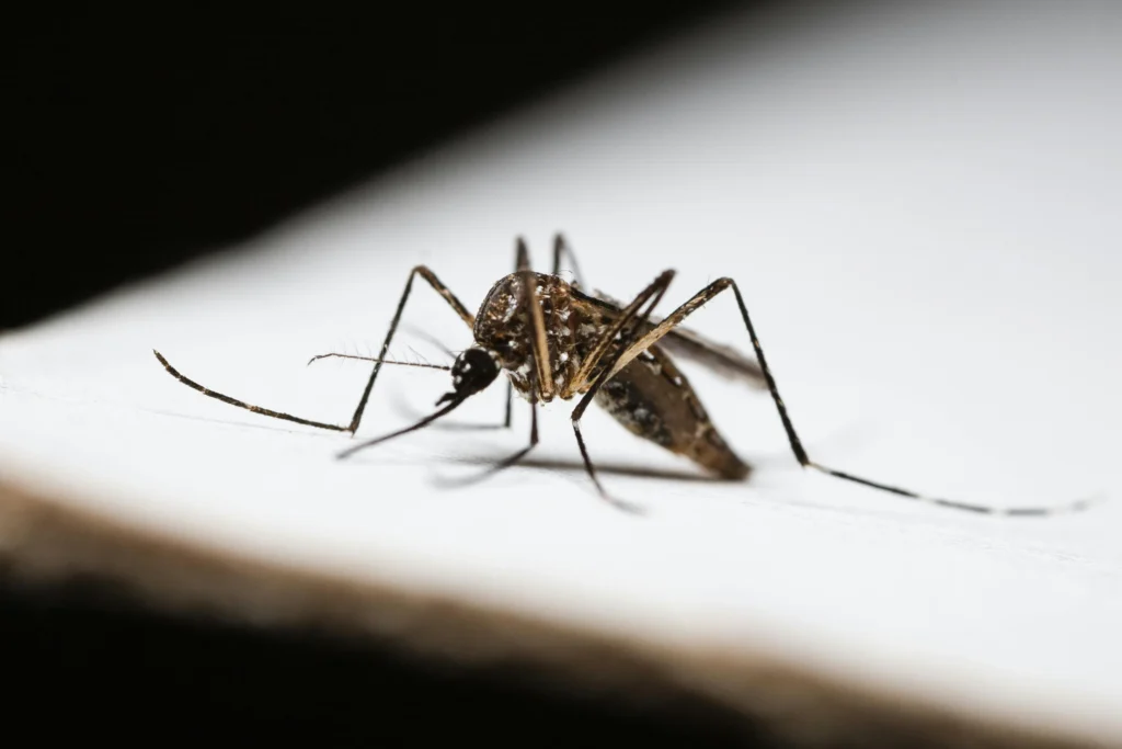 Casos de dengue caem 75% no Acre em comparação com 2025
