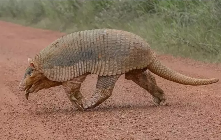 Espécies da fauna acreana integram nova lista de animais ameaçados de extinção