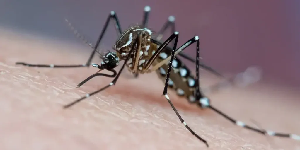 Com menos de mil casos confirmados, Acre registra queda de mais de 80% na dengue em 2026