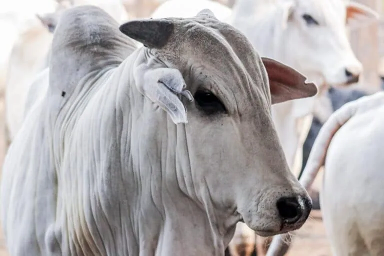 Após caso de raiva bovina em Tarauacá, veterinárias do IDAF orientam produtores