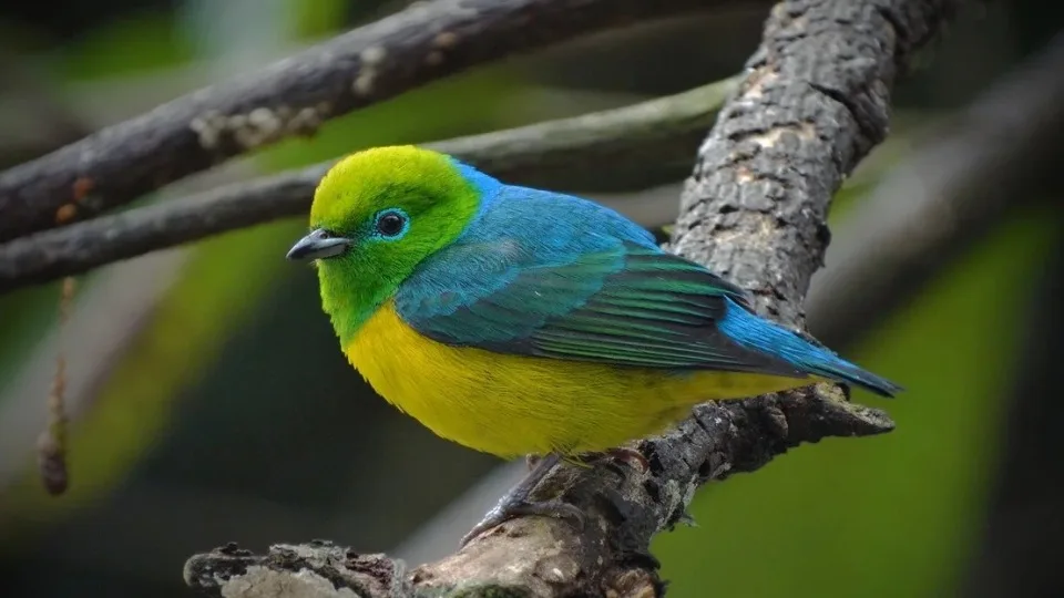 Bandeirinha: ave verde e amarelo ajuda a regenerar florestas brasileiras