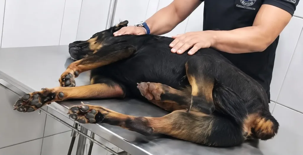 Brutalidade! Cadela da Polícia Penal é envenenada em presídio de Rio Branco