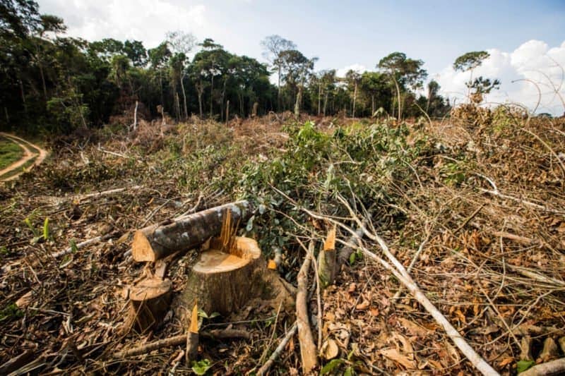 MPF e MPAC cobram volta do Ibama a Feijó para frear avanço do desmatamento e das queimadas