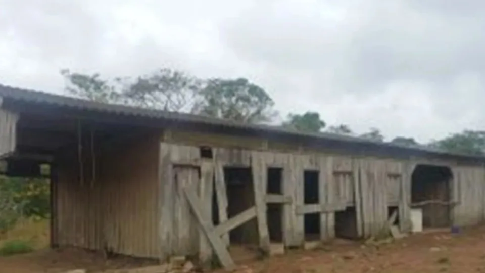 Trabalho escravo: homem dormia com porcos e se alimentava 1 vez ao dia