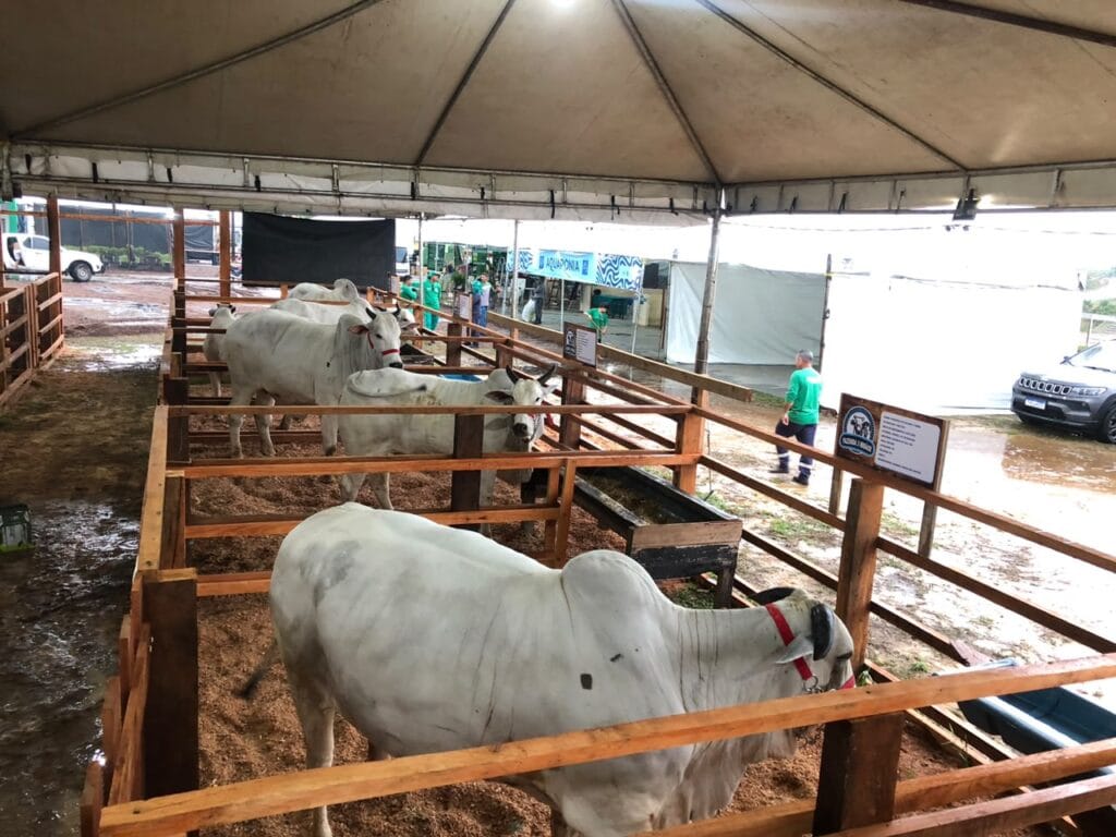 Idaf reforça fiscalização sanitária na entrada de animais durante a Expoacre Juruá