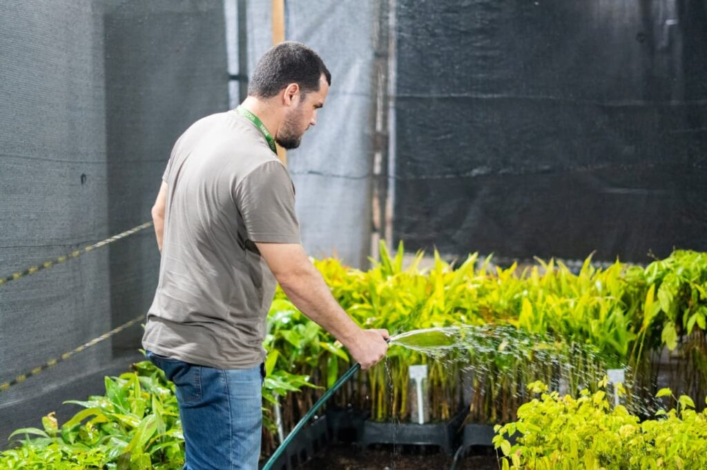 Expoacre Juruá doará cerca de 3 mil mudas de espécies nativas e frutíferas à população neste domingo