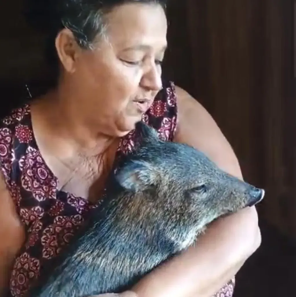 Porco-do-mato criado por moradora da zona rural de Sena Madureira viraliza nas redes sociais