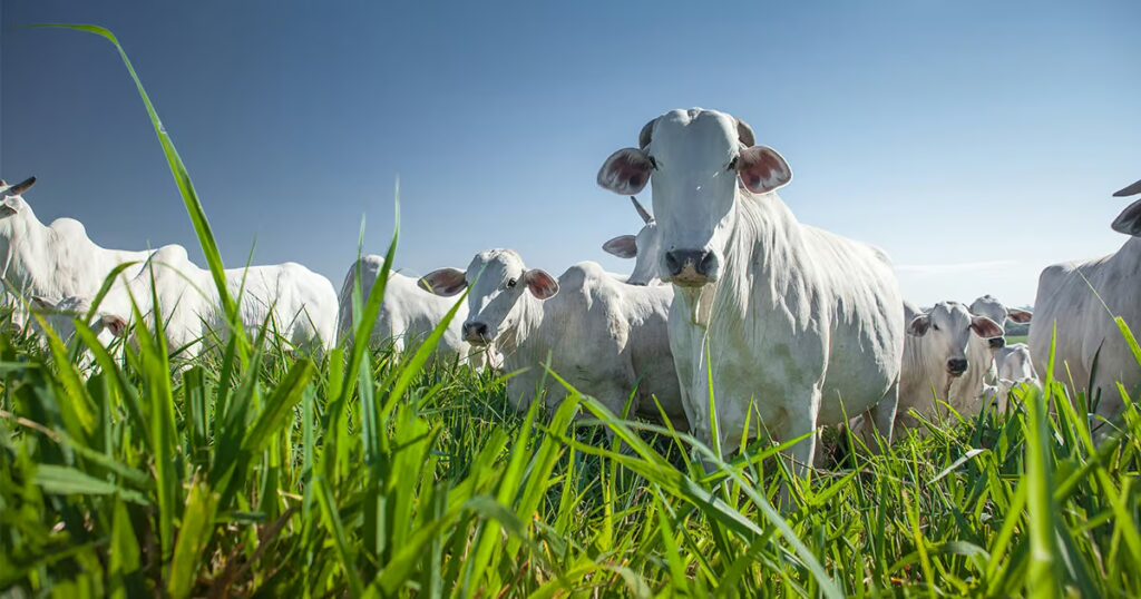 Estudo coloca Acre entre estados com maior risco de desmatamento na cadeia da carne
